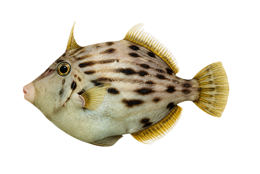 カワハギ